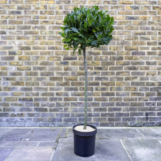 Laurus nobilis 3/4 Std (Foliage Diameter 40-45cm) Bay Tree - image 1