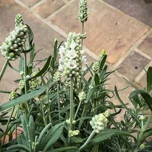 Lavandula angustifolia ‘Ardèche White’ (Pot Size 13cm) Hidcote White Lavender - image 1