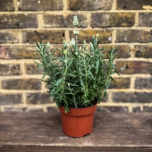 Lavandula angustifolia ‘Ardèche White’ (Pot Size 13cm) Hidcote White Lavender - image 2