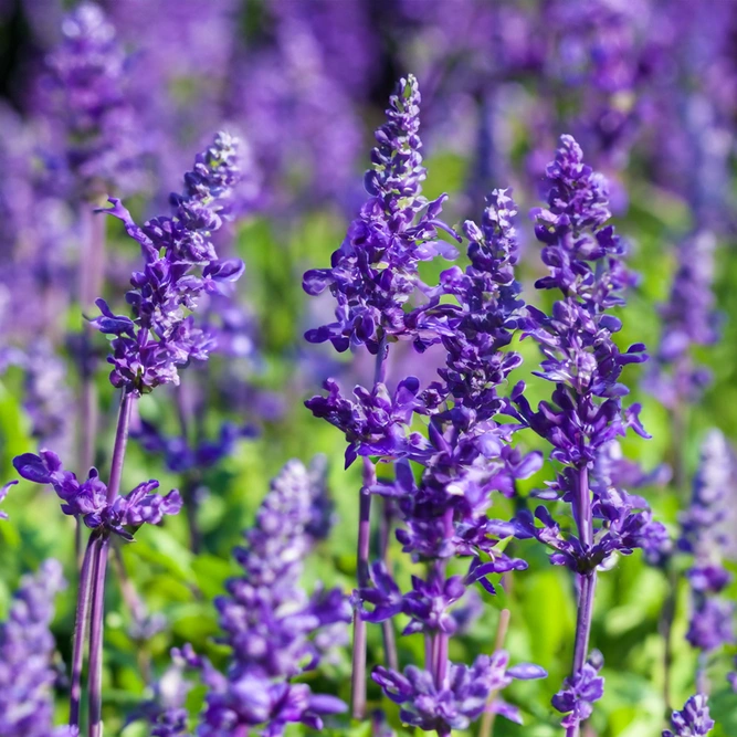 Lavandula angustifolia 'Aromatico Evolution' (Pot Size 2L) Lavender 'Aromatico Evolution' - image 1