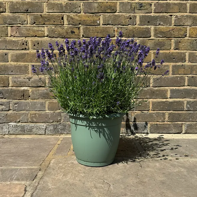 Lavandula angustifolia 'Aromatico Evolution' (Pot Size 2L) Lavender 'Aromatico Evolution' - image 4