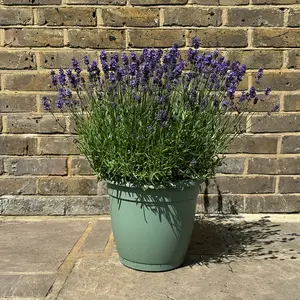 Lavandula angustifolia 'Aromatico Evolution' (Pot Size 2L) Lavender 'Aromatico Evolution' - image 5