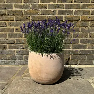 Lavandula angustifolia 'Aromatico Evolution' (Pot Size 2L) Lavender 'Aromatico Evolution' - image 6