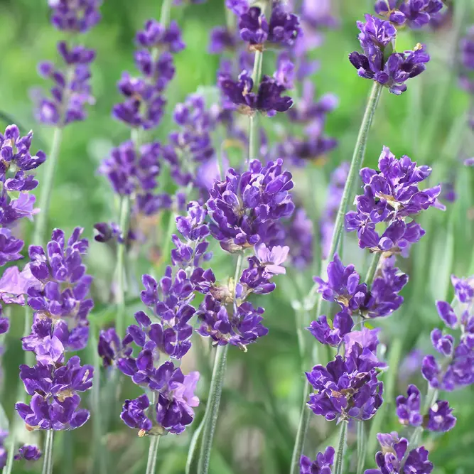 Lavandula angustifolia ‘Essence Purple’ (Pot Size 26cm) Lavender Essence Purple - image 1