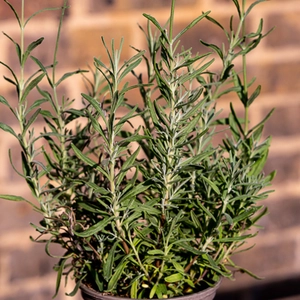 Lavandula angustifolia 'Hidcote' (11cm) English Lavender - image 1