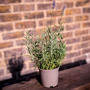 Lavandula angustifolia 'Hidcote' (11cm) English Lavender - image 2