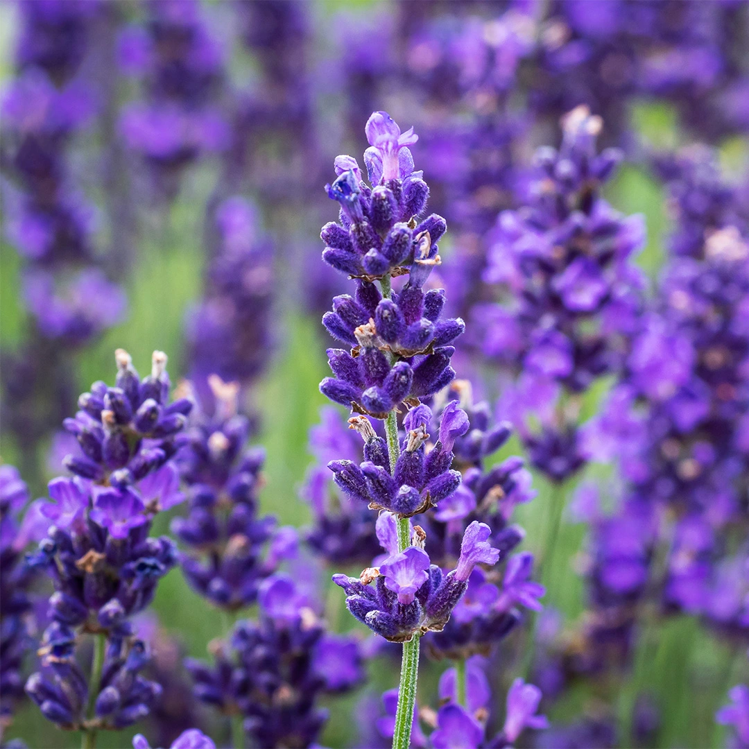 Lavandula Angustifolia Hidcote Field Grown Pot Size 17cm English Lavender The Boma Garden 0288