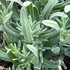 Lavandula angustifolia ‘Hidcote White’ (Pot Size 17cm) Hidcote White Lavender - image 2