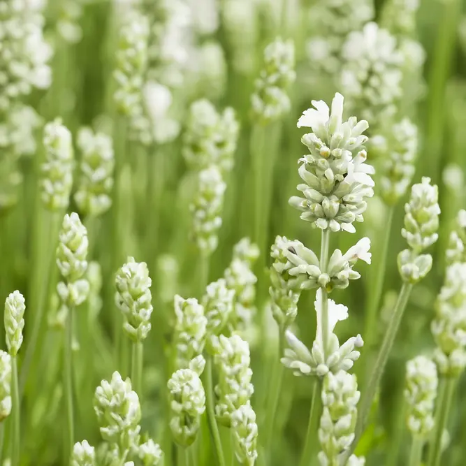 Lavandula angustifolia ‘Hidcote White’ (Pot Size 17cm) Hidcote White Lavender - image 1