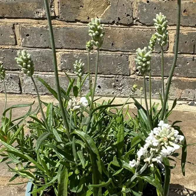 Lavandula angustifolia ‘Hidcote White’ (Pot Size 17cm) Hidcote White Lavender - image 3