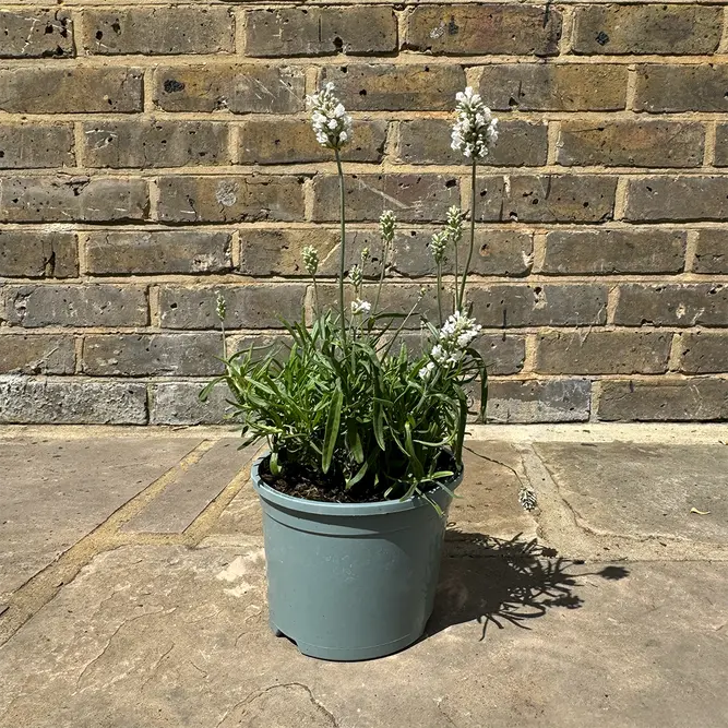 Lavandula angustifolia ‘Hidcote White’ (Pot Size 17cm) Hidcote White Lavender - image 4