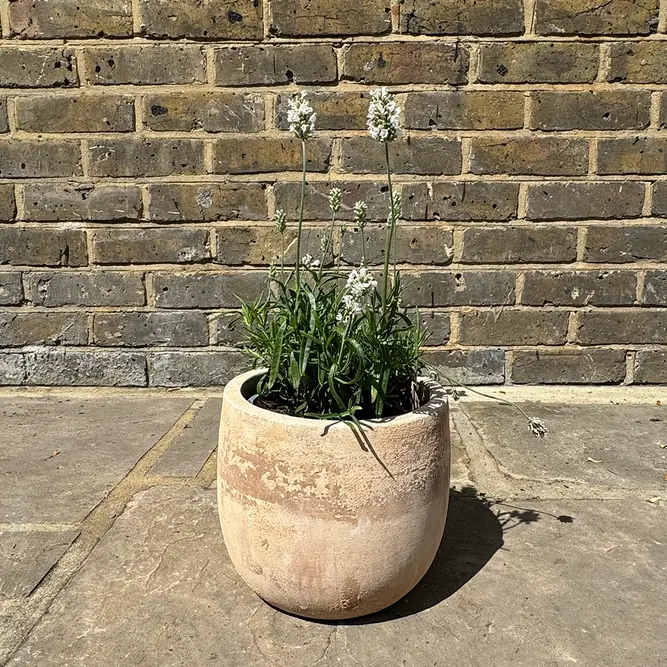 Lavandula angustifolia ‘Hidcote White’ (Pot Size 17cm) Hidcote White Lavender - image 5