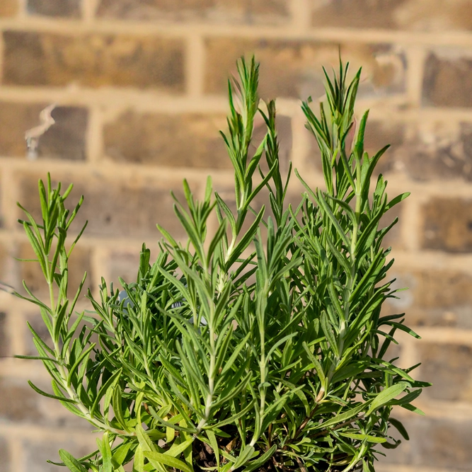 Lavandula angustifolia ‘Munstead’ (11cm) English Lavender - image 1