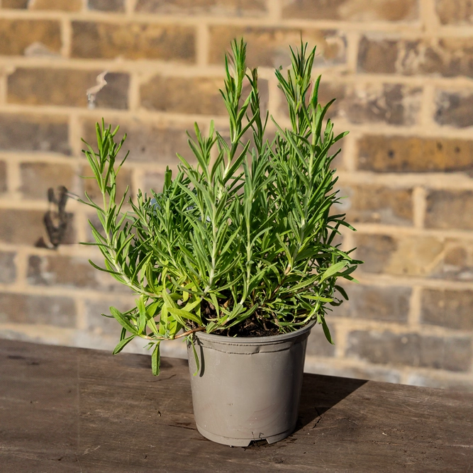 Lavandula angustifolia ‘Munstead’ (11cm) English Lavender - image 2