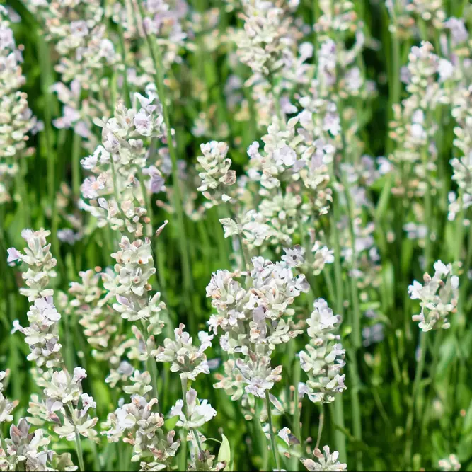 Lavandula angustifolia ‘White’ (Pot Size 13cm) Lavender White - image 1