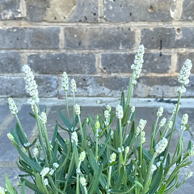 Lavandula angustifolia ‘White’ (Pot Size 13cm) Lavender White - image 2