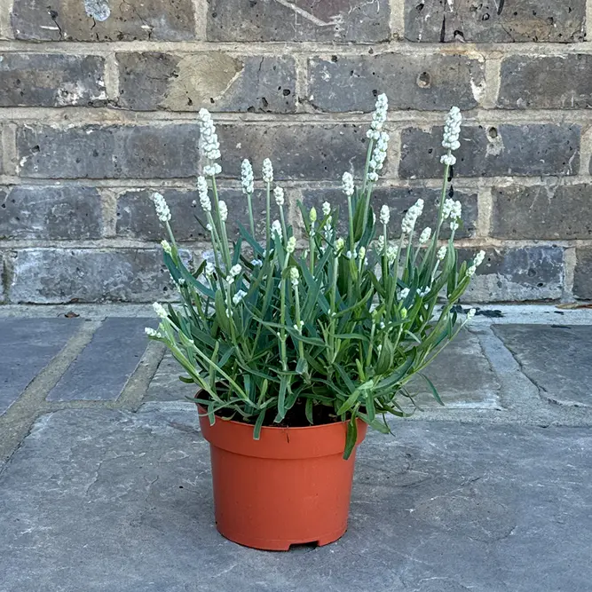 Lavandula angustifolia ‘White’ (Pot Size 13cm) Lavender White - image 3