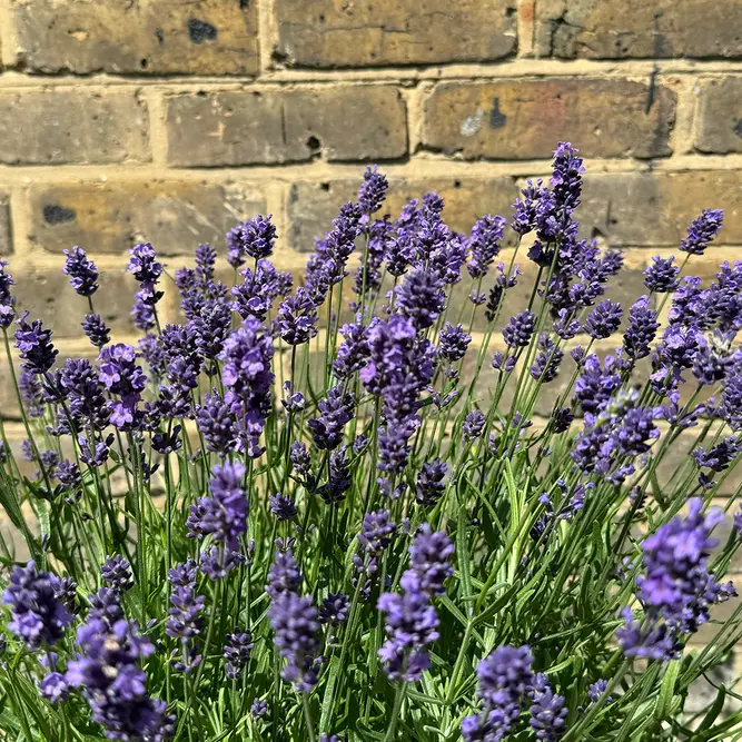Lavandula 'Hidcote' (Pot Size 15cm) - Lavender - image 3