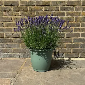 Lavandula 'Hidcote' (Pot Size 15cm) - Lavender - image 4