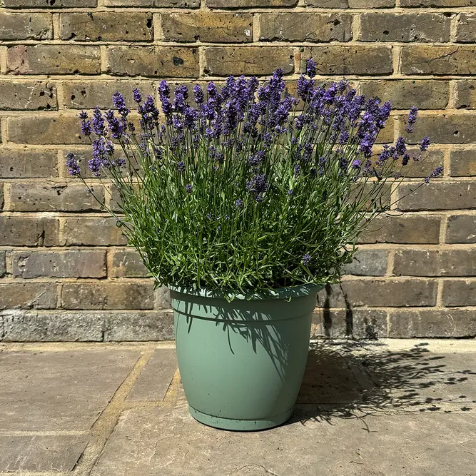 Lavandula 'Hidcote' (Pot Size 15cm) - Lavender - image 5
