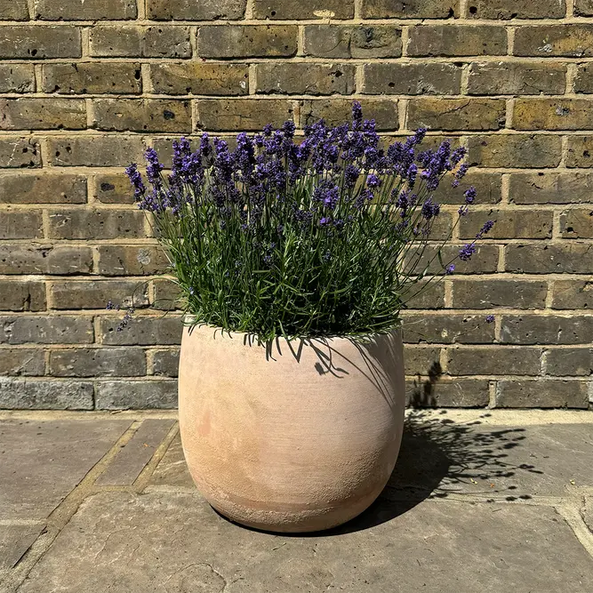 Lavandula 'Hidcote' (Pot Size 15cm) - Lavender - image 6