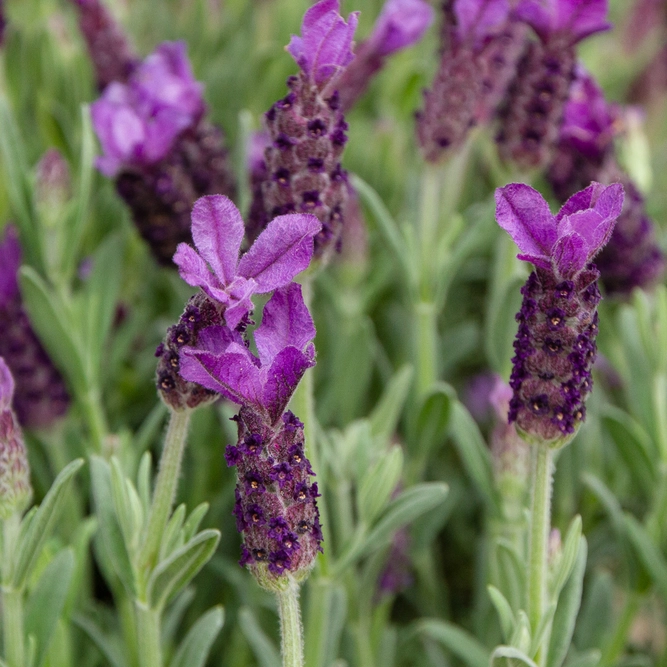 Lavandula stoechas ‘Anouk’ (Pot Size 19cm) French Lavender - image 1