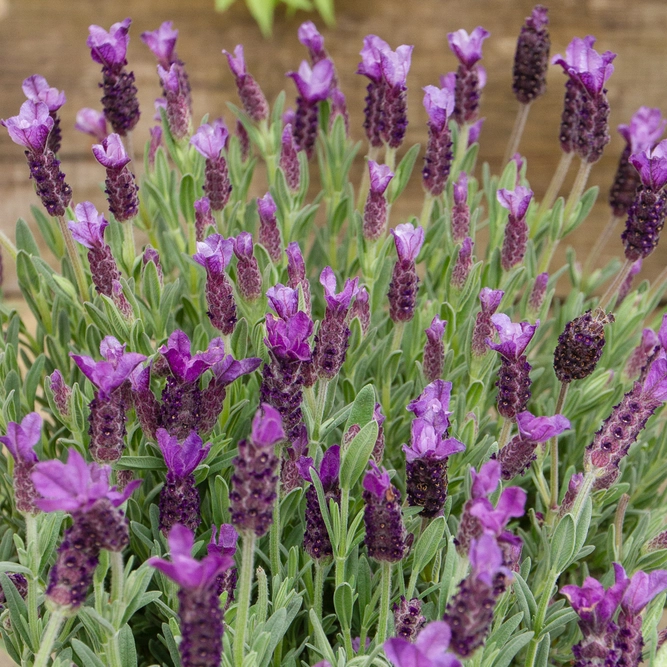 Lavandula stoechas ‘Anouk’ (Pot Size 19cm) French Lavender - image 2