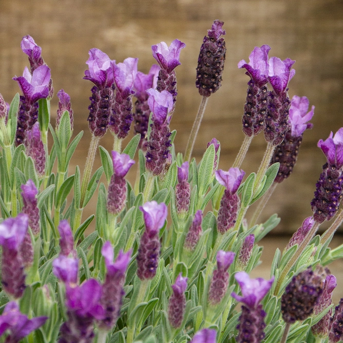 Lavandula stoechas ‘Anouk’ (Pot Size 19cm) French Lavender - image 3