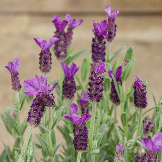 Lavandula stoechas ‘Anouk’ (Pot Size 19cm) French Lavender - image 4