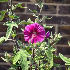 Lavatera x clementii ‘Ruby Star’ (Pot Size 3L) 'Ruby Star' Tree Mallow - image 2