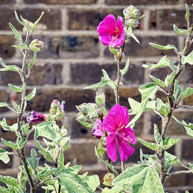 Lavatera x clementii ‘Ruby Star’ (Pot Size 3L) 'Ruby Star' Tree Mallow - image 3