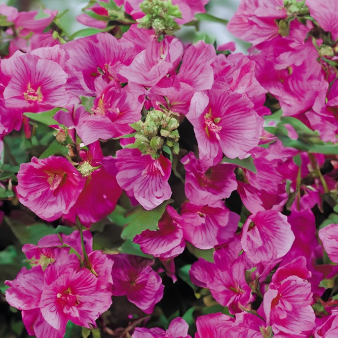 Lavatera x clementii ‘Ruby Star’ (Pot Size 3L) 'Ruby Star' Tree Mallow - image 1