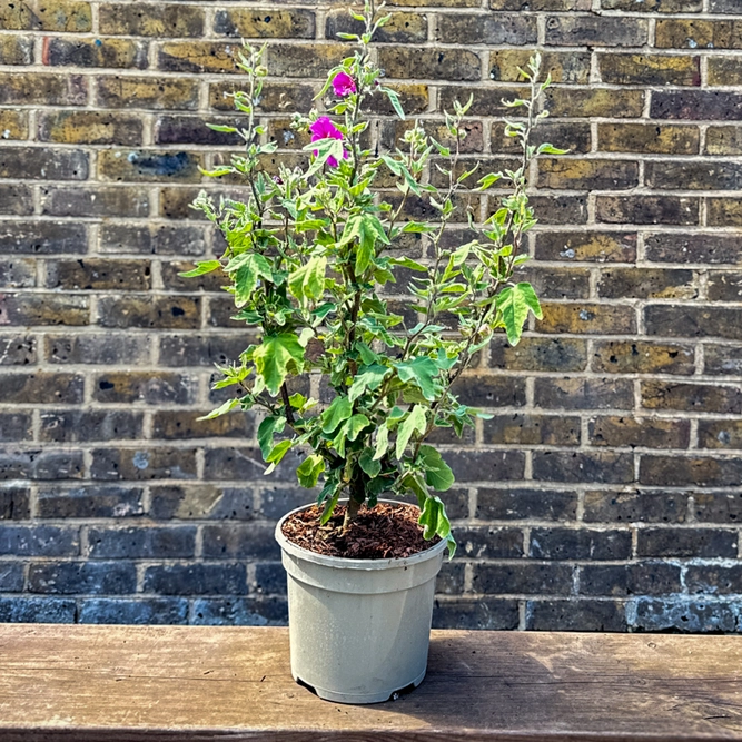 Lavatera x clementii ‘Ruby Star’ (Pot Size 3L) 'Ruby Star' Tree Mallow - image 4