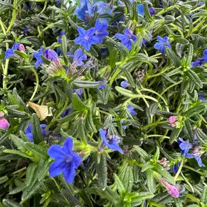 Lithodora diffusa 'Grace Ward' (Pot Size 2L) Gromwell - image 2