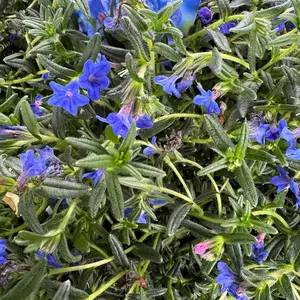 Lithodora diffusa 'Grace Ward' (Pot Size 2L) Gromwell - image 3