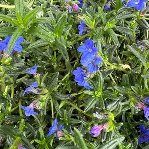 Lithodora diffusa 'Grace Ward' (Pot Size 2L) Gromwell - image 4