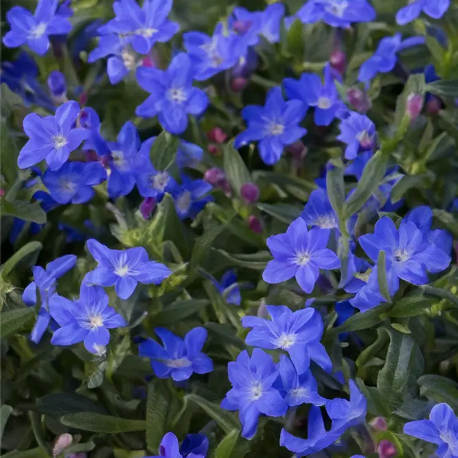 Lithodora diffusa 'Grace Ward' (Pot Size 2L) Gromwell - image 1