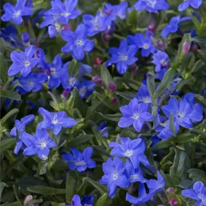 Lithodora diffusa 'Grace Ward' (Pot Size 2L) Gromwell - image 1