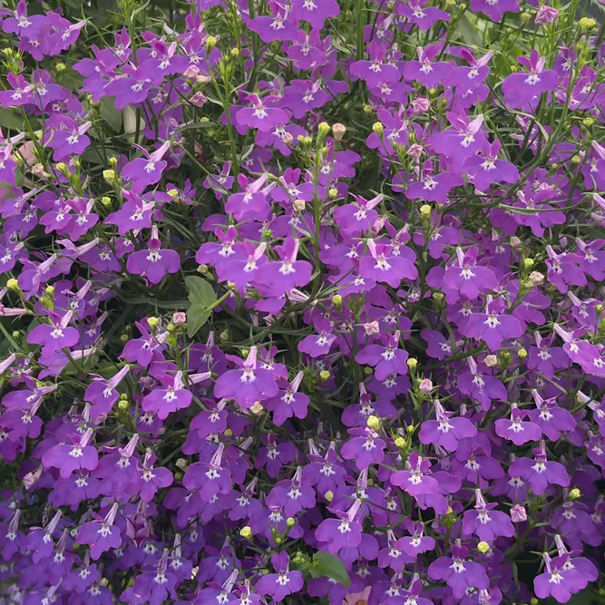 Lobelia Cardinalis available at Boma Garden Centre image by John Rusk