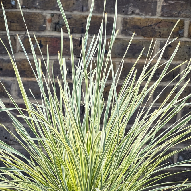 Lomandra White Sands (Pot Size 3L) Variegated Mat Rush - image 1