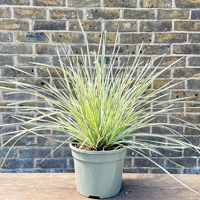 Lomandra White Sands (Pot Size 3L) Variegated Mat Rush - image 2