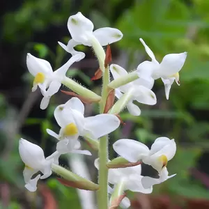 Ludisia discolor 'Alba'  (Pot Size12cm) Jewel orchid - image 3
