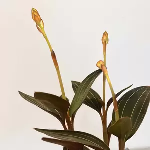 Ludisia discolor (Pot Size 12cm) Jewel orchid - image 3