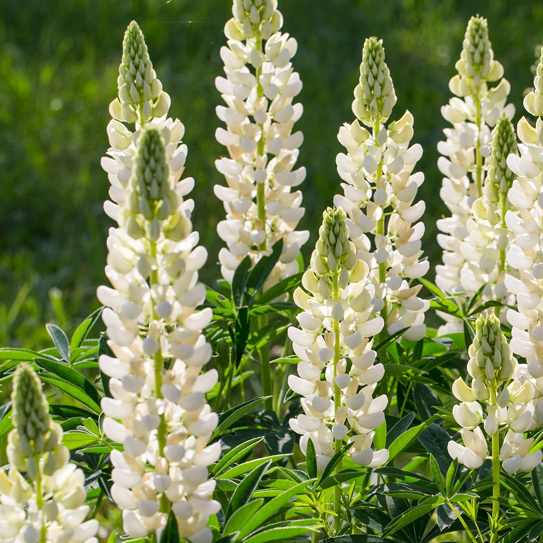 Lupin 'Gallery White' (Pot Size 1ltr) Perennial - The Boma Garden Centre