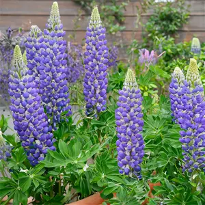 Lupin 'King Canute' (Pot Size 5L) Perennial - image 1