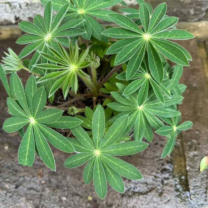 Lupin 'King Canute' (Pot Size 5L) Perennial - image 3