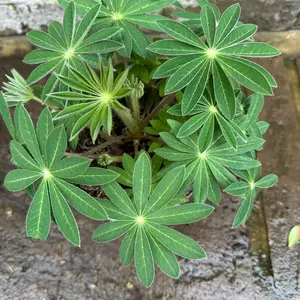 Lupin 'King Canute' (Pot Size 5L) Perennial - image 3