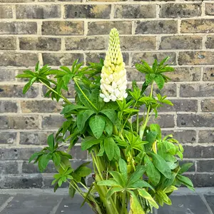 Lupin 'Polar Princess' (Pot Size 5L) Perennial - image 1