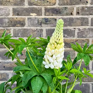 Lupin 'Polar Princess' (Pot Size 5L) Perennial - image 2