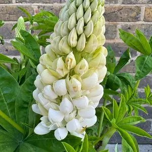 Lupin 'Polar Princess' (Pot Size 5L) Perennial - image 3